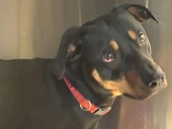 Shelter Stray Male Dog last seen Round Rock, TX 78664, Georgetown, TX 78626