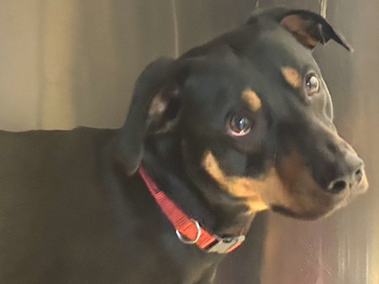 Shelter Stray Male Dog last seen Round Rock, TX 78664, Georgetown, TX 78626
