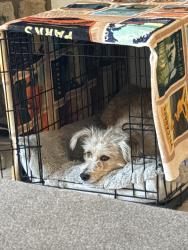Found/Stray Female Dog last seen Dartmouth and Estes, Lakewood, CO 80227