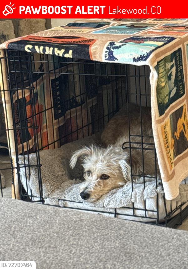 Found/Stray Female Dog last seen Dartmouth and Estes, Lakewood, CO 80227