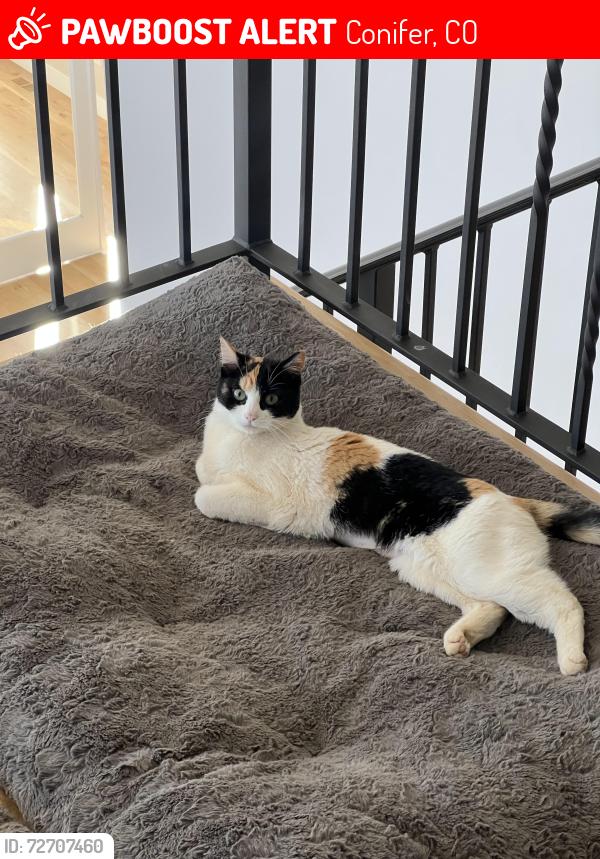 Lost Female Cat last seen Piano Meadows dr and Callae dr, Conifer, CO 80433