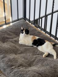 Lost Female Cat last seen Piano Meadows dr and Callae dr, Conifer, CO 80433