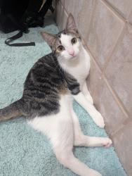 Lost Female Cat last seen Potranco Road and Highway 211, San Antonio, TX 78245