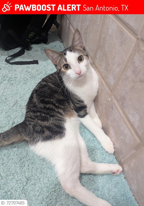 Lost Female Cat last seen Potranco Road and Highway 211, San Antonio, TX 78245