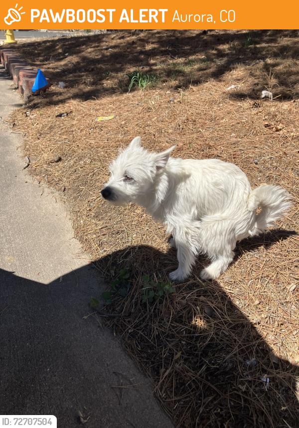 Found/Stray Unknown Dog last seen East Tennessee , Aurora, CO 80017