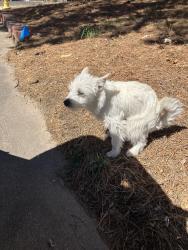 Found/Stray Unknown Dog last seen East Tennessee , Aurora, CO 80017