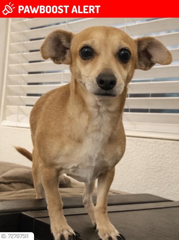 Lost Female Dog last seen signal butte & university, Apache Junction, AZ 85120