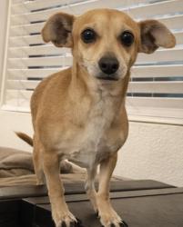 Lost Female Dog last seen signal butte & university, Apache Junction, AZ 85120