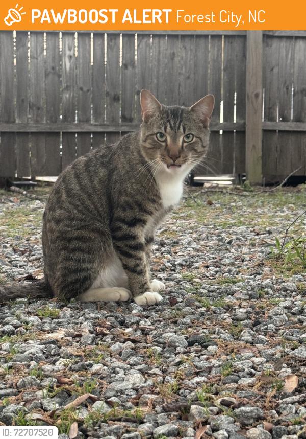 Found/Stray Unknown Cat last seen forest city fire department, Forest City, NC 28043