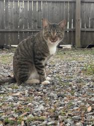 Found/Stray Unknown Cat last seen forest city fire department, Forest City, NC 28043