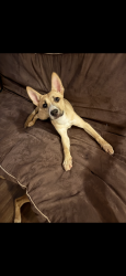 Found/Stray Female Dog last seen Hickory st, Buffalo, NY 14260
