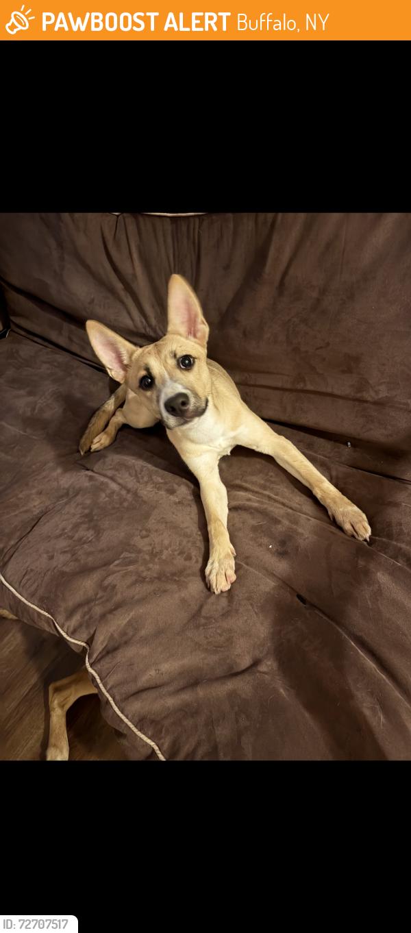 Found/Stray Female Dog last seen Hickory st, Buffalo, NY 14260