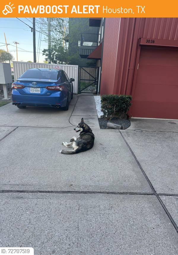 Found/Stray Male Dog last seen Commerce and Palmer, Houston, TX 77003