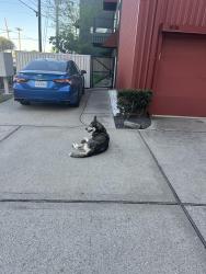 Found/Stray Male Dog last seen Commerce and Palmer, Houston, TX 77003