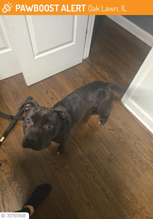 Found/Stray Female Dog last seen Harlem and 87th , Oak Lawn, IL 60455