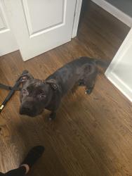 Found/Stray Female Dog last seen Harlem and 87th , Oak Lawn, IL 60455