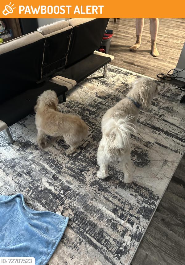 Found/Stray Male Dog last seen Tan , Colorado Springs, CO 80910