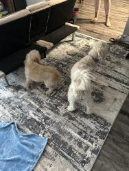 Found/Stray Male Dog last seen Tan , Colorado Springs, CO 80910