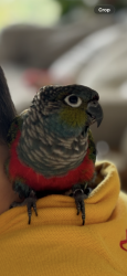 Lost Unknown Bird last seen Edgecliff road, Woollahra, NSW 2025