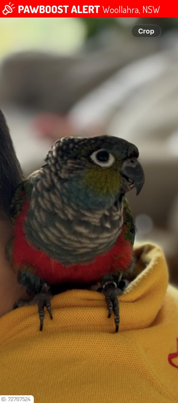 Lost Unknown Bird last seen Edgecliff road, Woollahra, NSW 2025