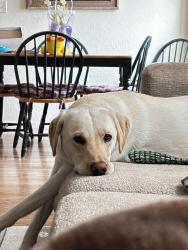 Lost Male Dog last seen Meadow Ridge, Peoria, AZ 85382