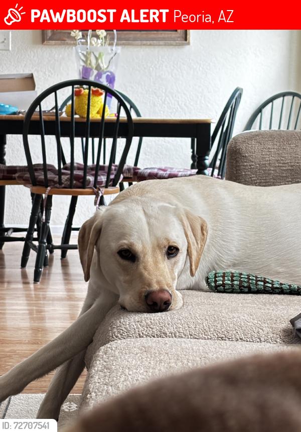 Lost Male Dog last seen Meadow Ridge, Peoria, AZ 85382