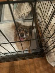 Found/Stray Unknown Dog last seen Found by the intersection of CR365, CR681 and 64th ave in Lawrence, Michigan, Lawrence Township, MI 49057