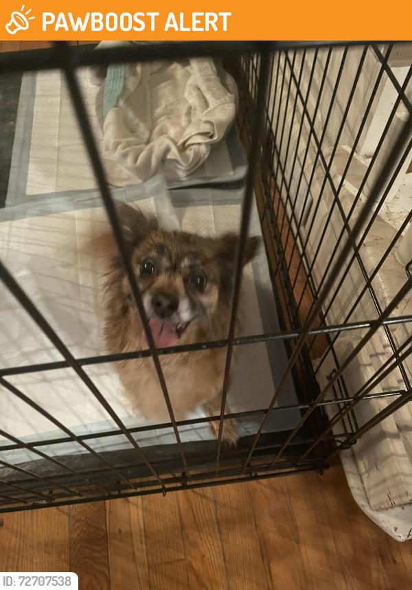 Found/Stray Unknown Dog last seen Found by the intersection of CR365, CR681 and 64th ave in Lawrence, Michigan, Lawrence Township, MI 49057
