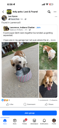Lost Female Dog last seen Bogey Dr 56th st , Lawrence, IN 46235