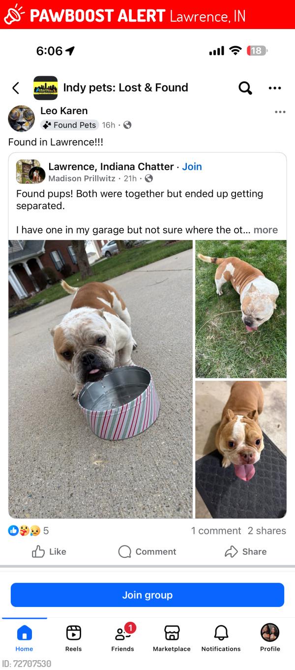 Lost Female Dog last seen Bogey Dr 56th st , Lawrence, IN 46235