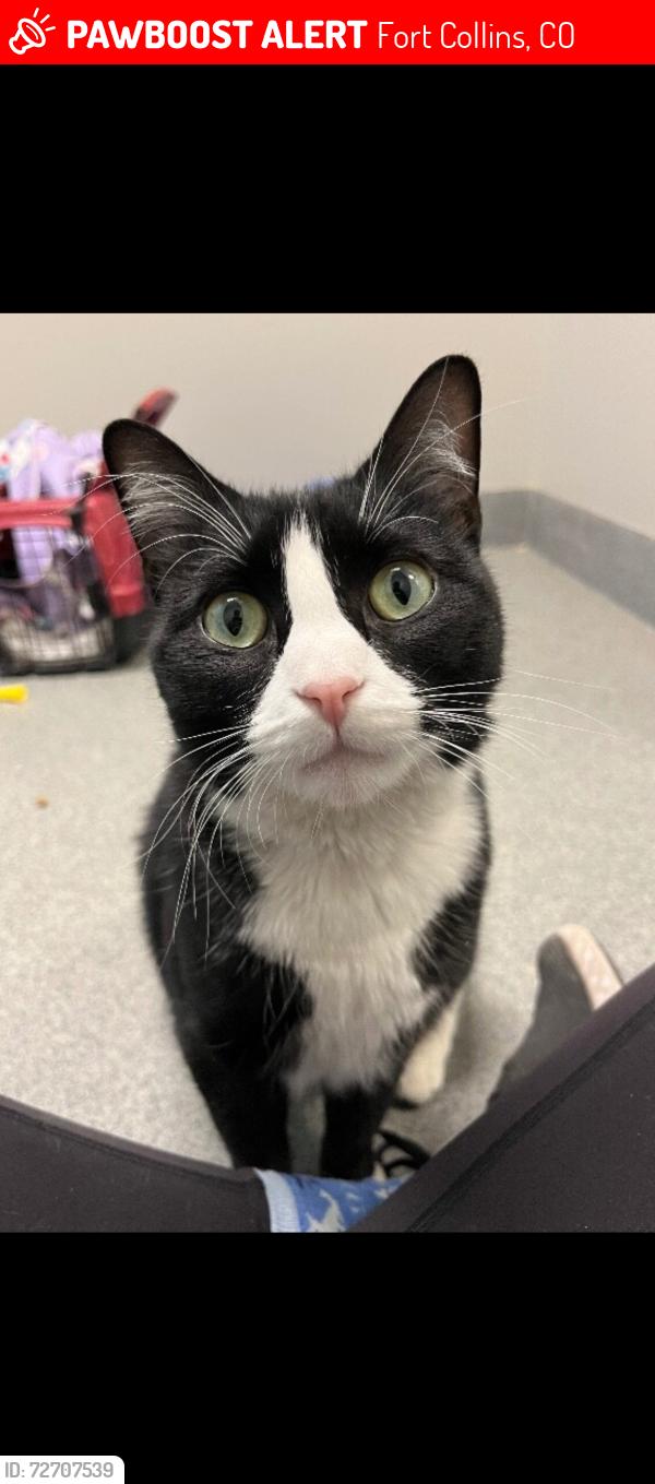 Lost Female Cat last seen Taft Hill & W. Trilby, Fort Collins, CO 80526