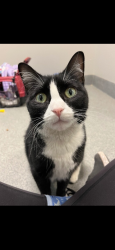 Lost Female Cat last seen Taft Hill & W. Trilby, Fort Collins, CO 80526