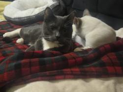 Lost Male Cat last seen Chicago ave & 24th, Minneapolis, MN 55404