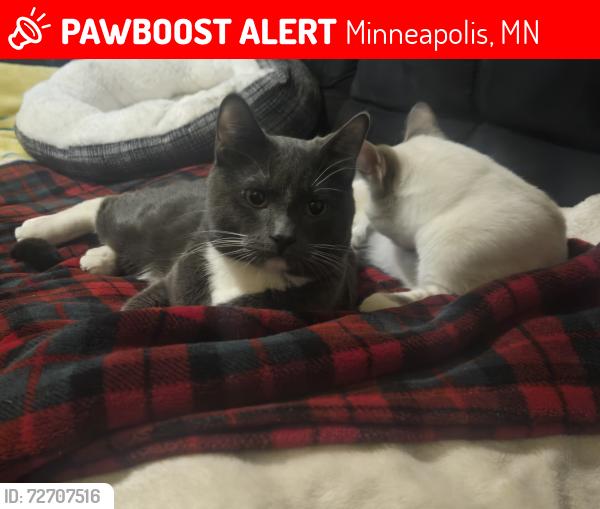 Lost Male Cat last seen Chicago ave & 24th, Minneapolis, MN 55404