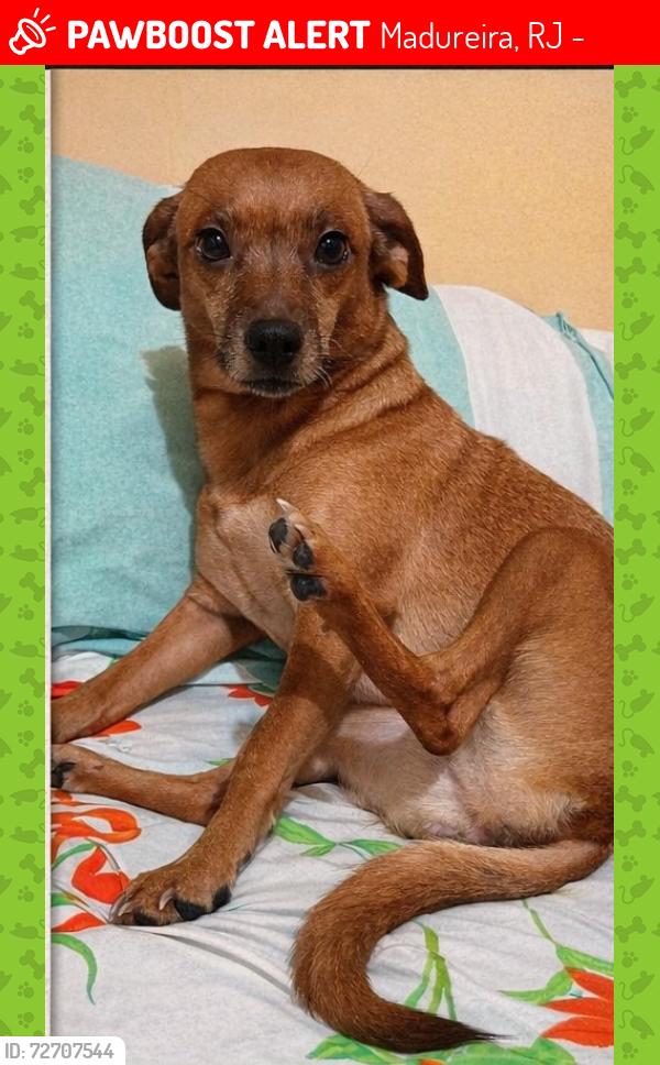Lost Female Dog last seen Rua Padre Manso, 201- Madureira , Madureira, RJ 21310-260