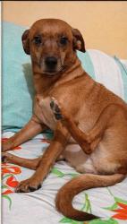 Lost Female Dog last seen Rua Padre Manso, 201- Madureira , Madureira, RJ 21310-260