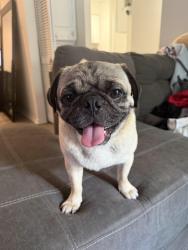 Found/Stray Male Dog last seen Near Thousand Oaks Dr San Antonio, TX  78232 United States, San Antonio, TX 78232