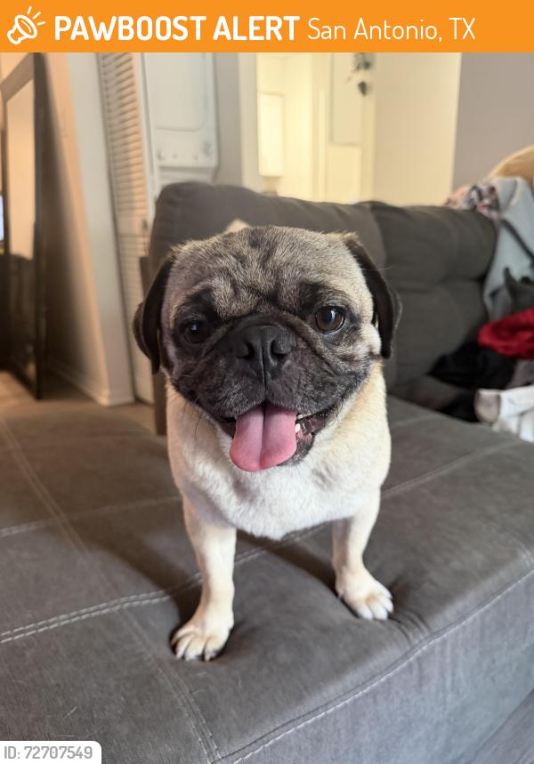Found/Stray Male Dog last seen Near Thousand Oaks Dr San Antonio, TX  78232 United States, San Antonio, TX 78232
