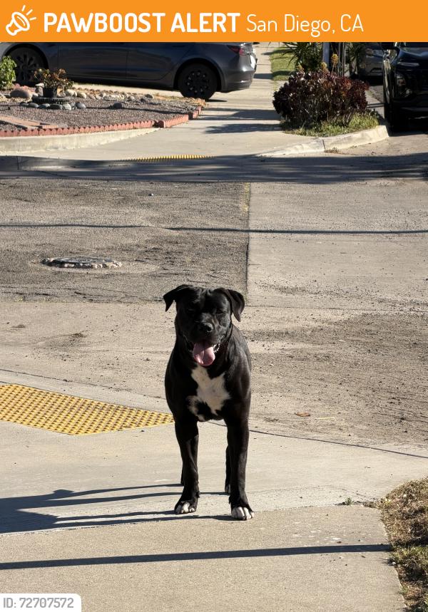 Found/Stray Female Dog last seen Martin Luther king park , San Diego, CA 92114