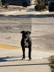 Found/Stray Female Dog last seen Martin Luther king park , San Diego, CA 92114