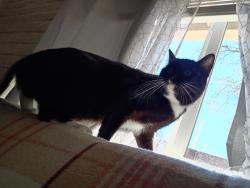Lost Female Cat last seen 3rd st and columbus, Tucson, AZ 85711