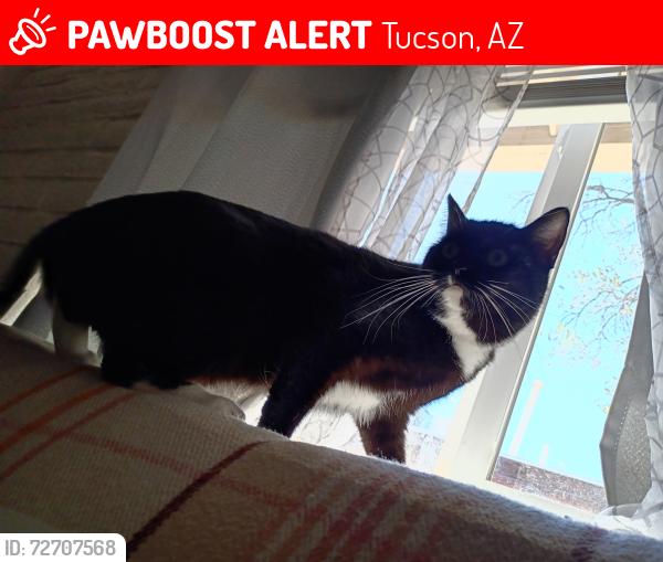 Lost Female Cat last seen 3rd st and columbus, Tucson, AZ 85711