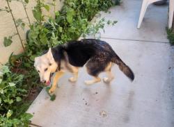 Found/Stray Female Dog last seen Lillian Dr. , Modesto, CA 95355