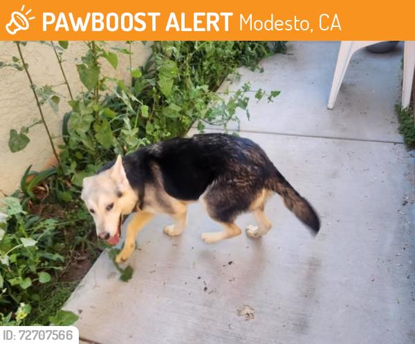 Found/Stray Female Dog last seen Lillian Dr. , Modesto, CA 95355