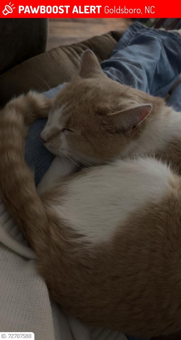 Lost Male Cat last seen Wayne Christian School, Goldsboro, NC 27530