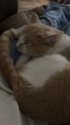 Lost Male Cat last seen Wayne Christian School, Goldsboro, NC 27530