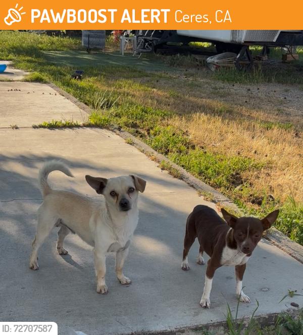Found/Stray Unknown Dog last seen Service, Ceres, CA 95358
