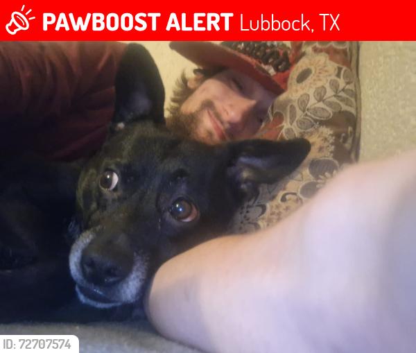 Lost Male Dog last seen Frankford ave between 146 th  thru 154 th, Lubbock, TX 79424