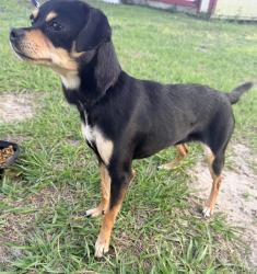 Found/Stray Female Dog last seen Laurel course, Ocala, FL 34471
