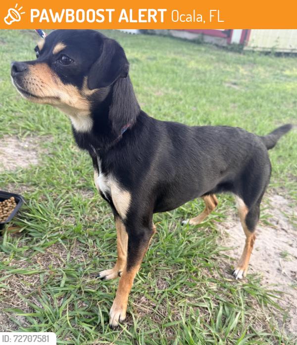 Found/Stray Female Dog last seen Laurel course, Ocala, FL 34471